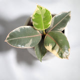 Variegated Ficus elastica tineke rubber plant