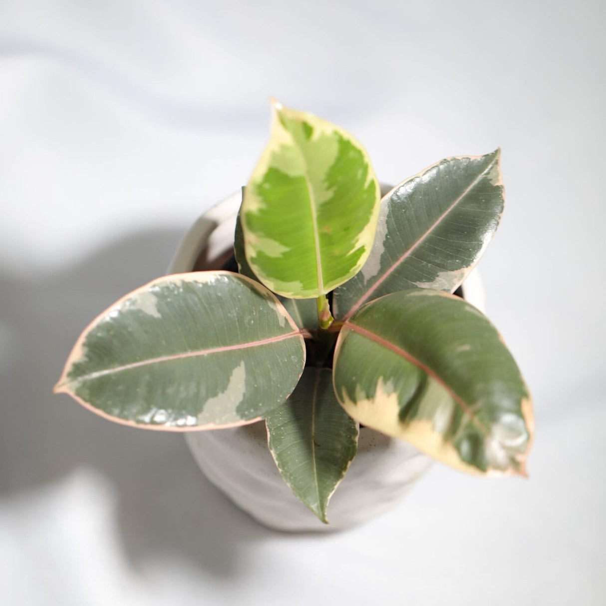 Variegated Ficus elastica tineke rubber plant