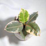 Variegated Ficus elastica tineke rubber plant