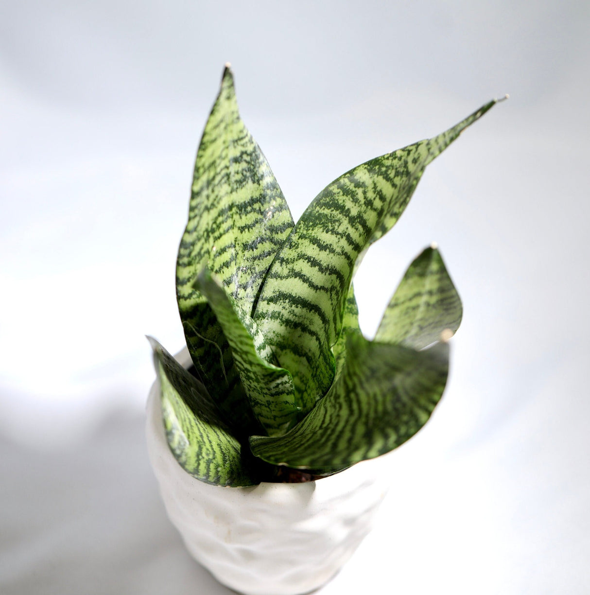 Sansevieria plant Snake Plant in 3 inch Nursery pot | Air purifying indoor houseplant | Low light easy care beginner pet friendly plant
