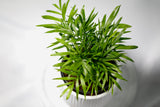 Parlour Palm Indoor Plant - Easy care low light House plant - Air Purifier Plant in nursery pot - Chamaedorea Elegans