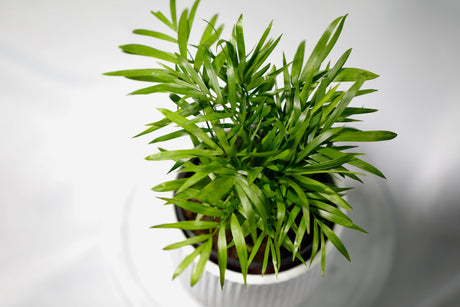 Parlour Palm Indoor Plant - Easy care low light House plant - Air Purifier Plant in nursery pot - Chamaedorea Elegans