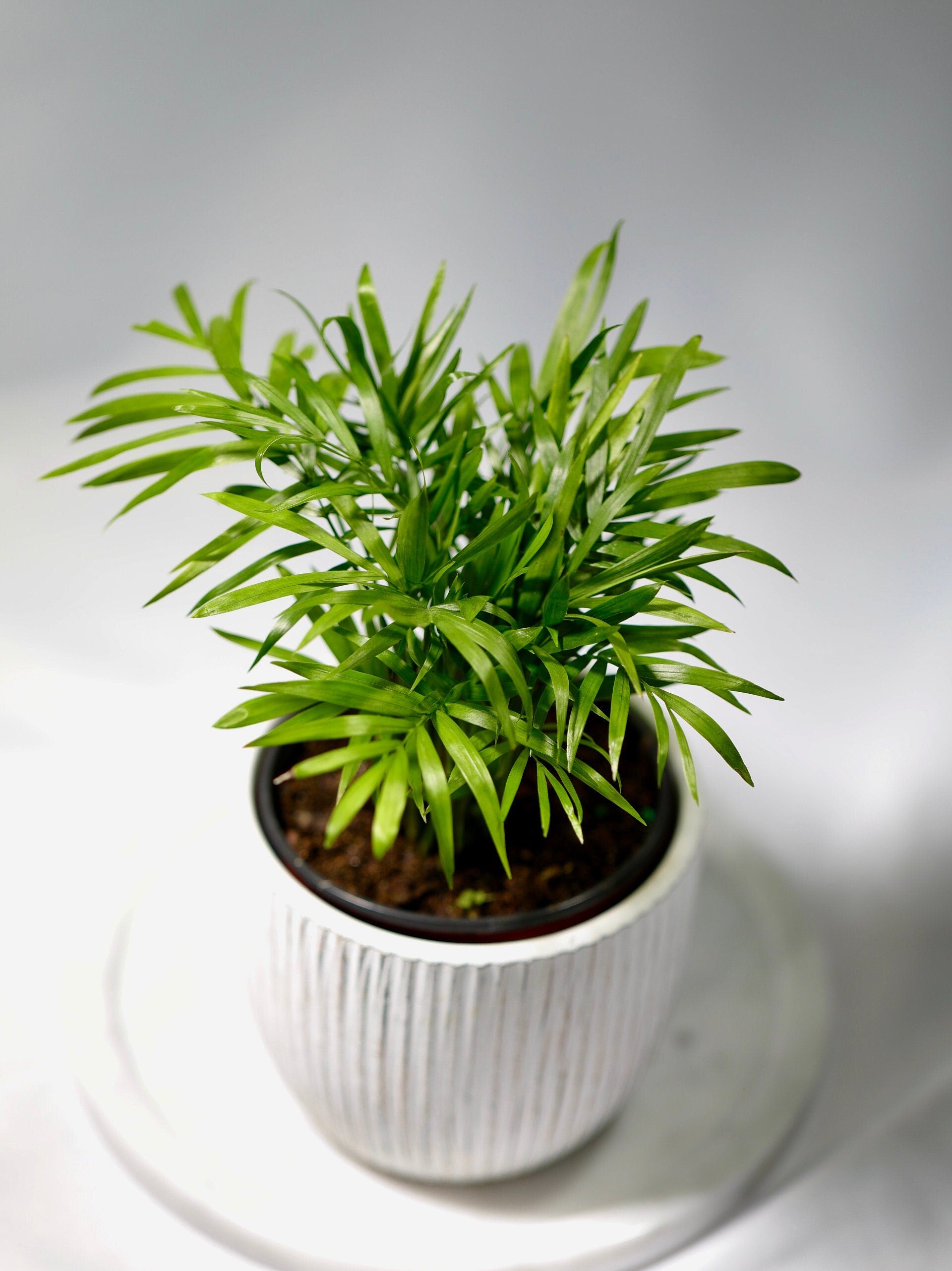 parlor palm air purifying Parlor Palm Indoor Plant - Easy Care Low Light Houseplant