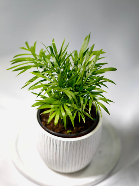 Parlor Palm Indoor Plant - Easy Care Low Light Houseplant - Air Purifier Plant - Chamaedorea Elegans - Gift Plant For Housewarming Gift
