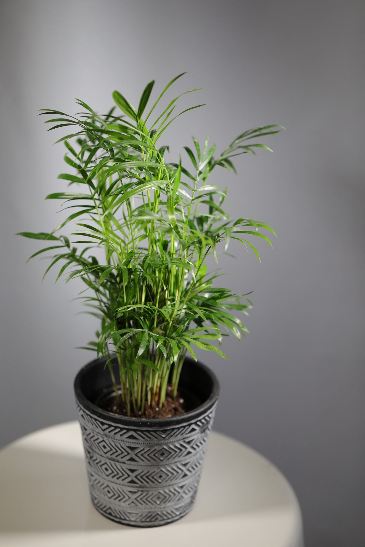 Parlor Palm Indoor Plant - Easy care low light House plant - Air Purifier Plant in 3" pot - Chamaedorea Elegans