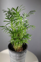 Parlor Palm Indoor Plant - Easy care low light House plant - Air Purifier Plant in 3" pot - Chamaedorea Elegans