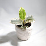 Variegated Ficus elastica tineke rubber plant