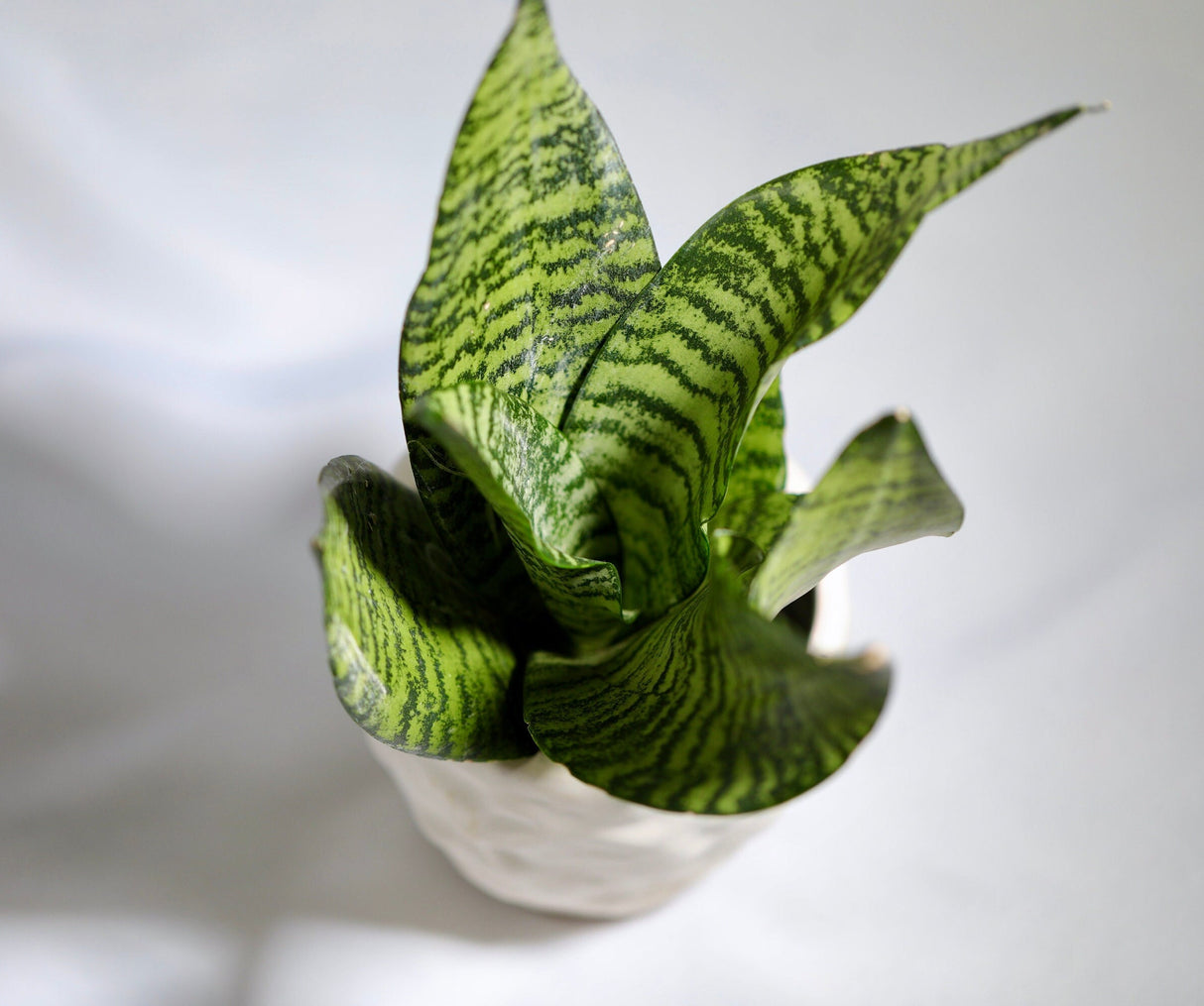 Sansevieria plant Snake Plant in 3 inch Nursery pot | Air purifying indoor houseplant | Low light easy care beginner pet friendly plant