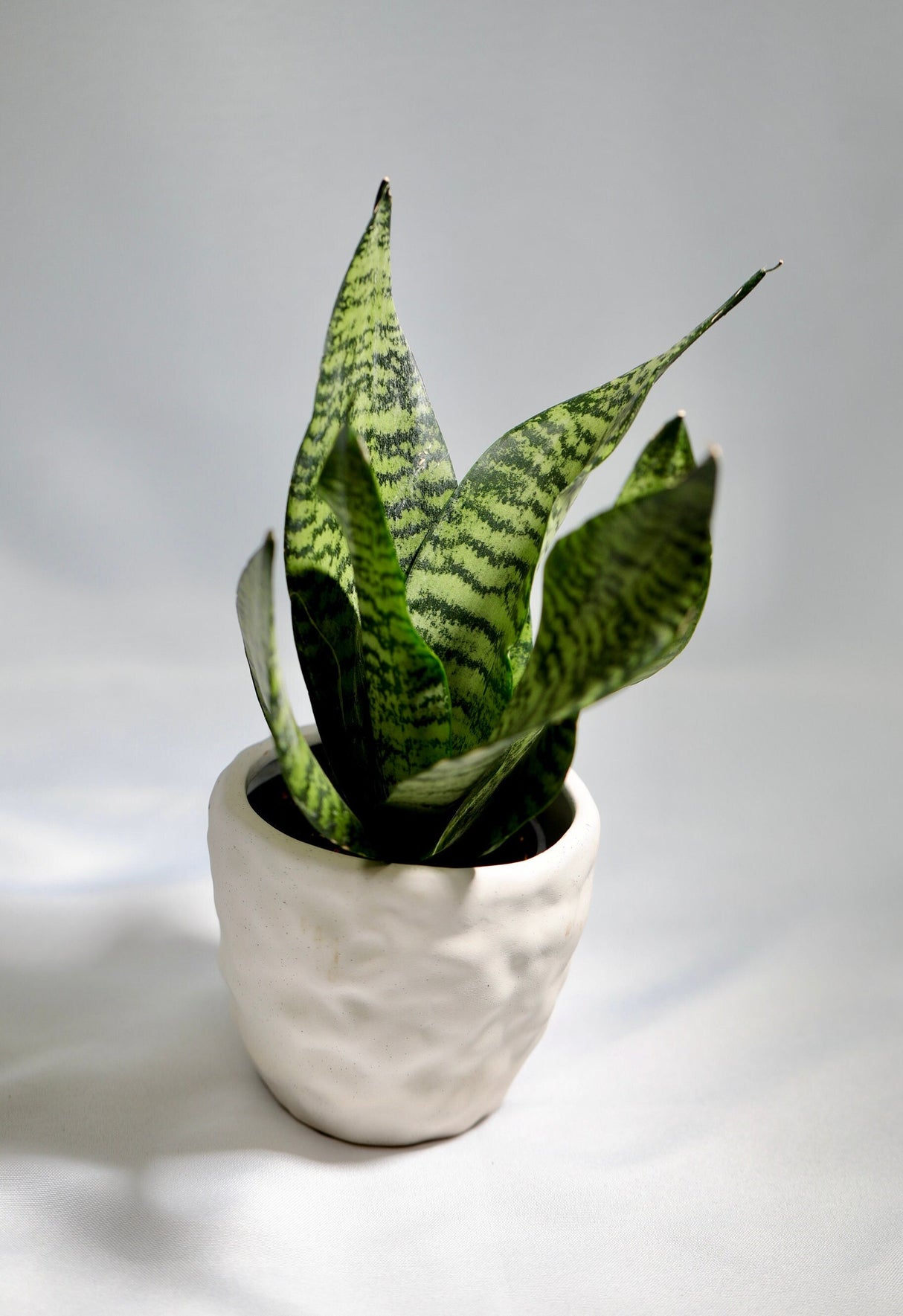 Sansevieria plant Snake Plant in 3 inch Nursery pot | Air purifying indoor houseplant | Low light easy care beginner pet friendly plant