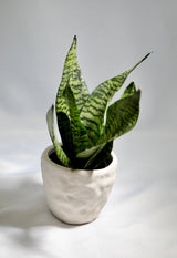 Sansevieria plant Snake Plant in 3 inch Nursery pot | Air purifying indoor houseplant | Low light easy care beginner pet friendly plant
