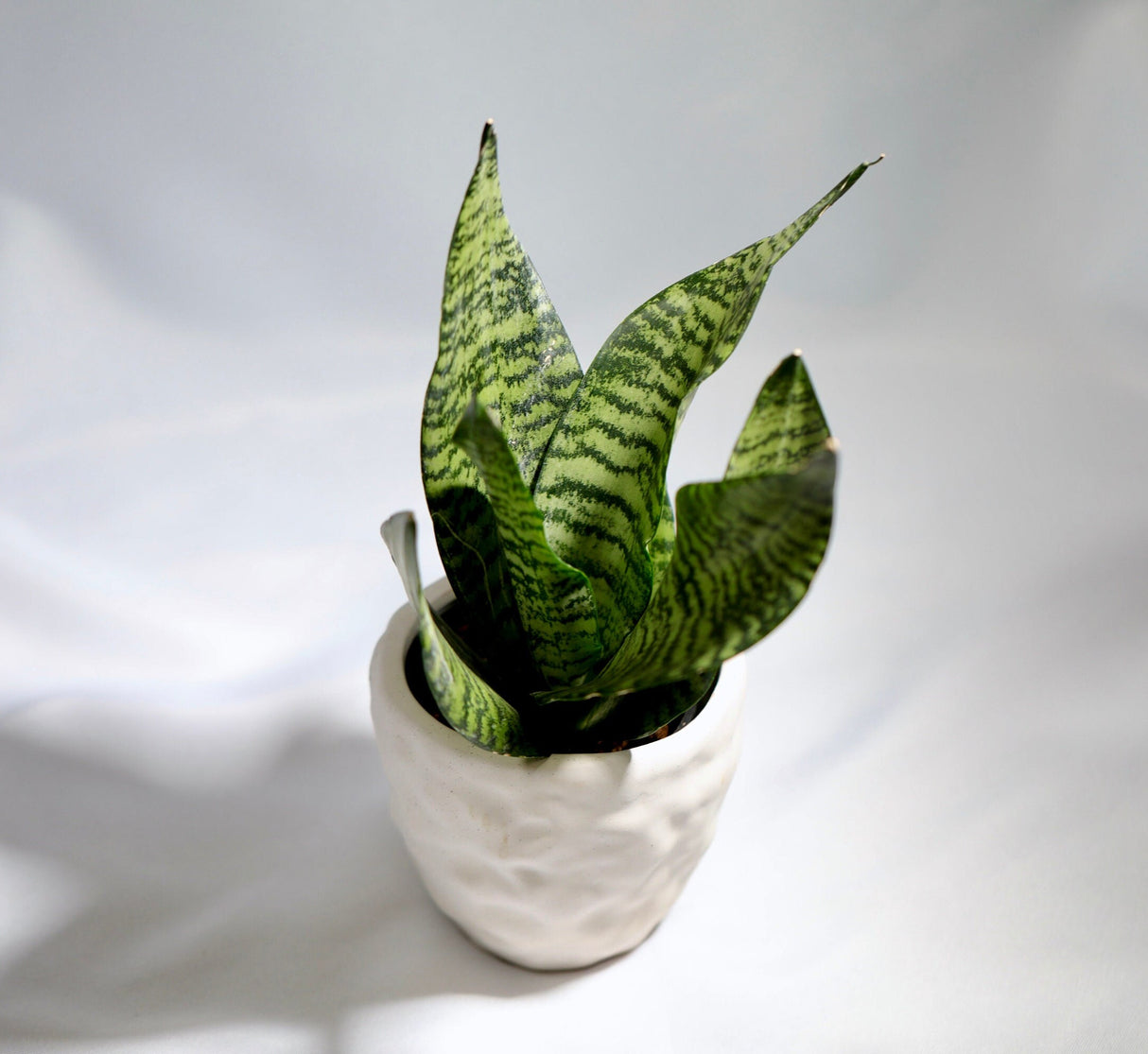 Sansevieria plant Snake Plant in 3 inch Nursery pot | Air purifying indoor houseplant | Low light easy care beginner pet friendly plant