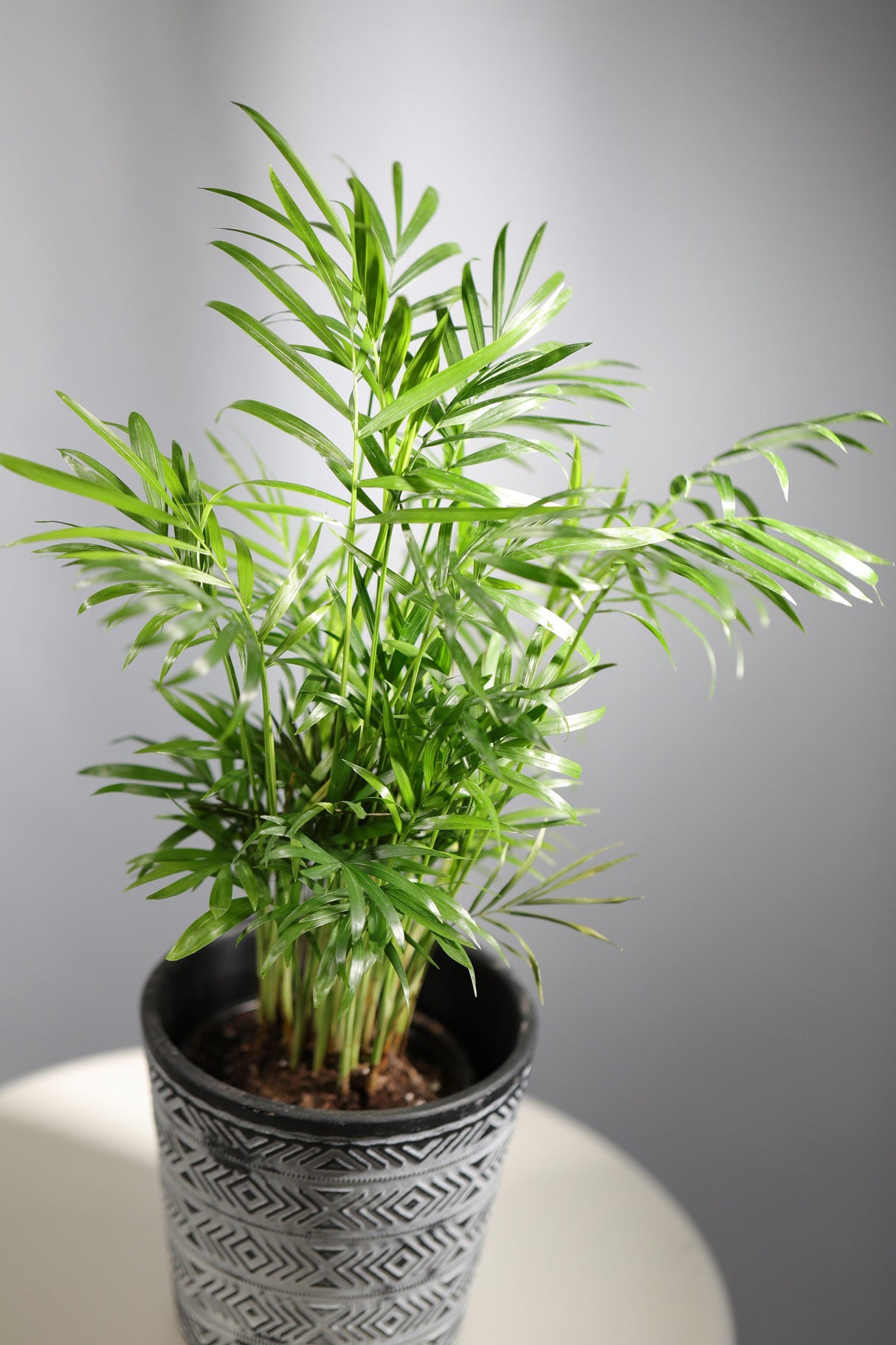 Parlour Palm Indoor Plant - Easy care low light House plant - Air Purifier Plant in nursery pot - Chamaedorea Elegans