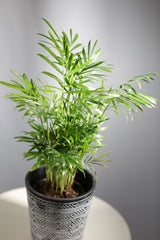 Parlour Palm Indoor Plant - Easy care low light House plant - Air Purifier Plant in nursery pot - Chamaedorea Elegans