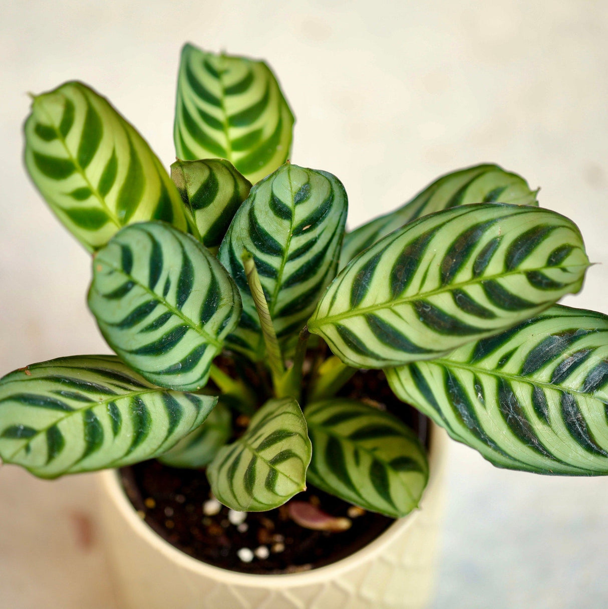 Calathea Burle Marx in a 3” Nursery pot