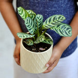 Calathea Burle Marx in a 3” Nursery pot