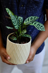 Calathea Burle Marx in a 3” pot - Maranta Amabilis Burle Marxii Starter Plant  - Air purifier houseplant - Calathea - Fishbone Prayer Plant