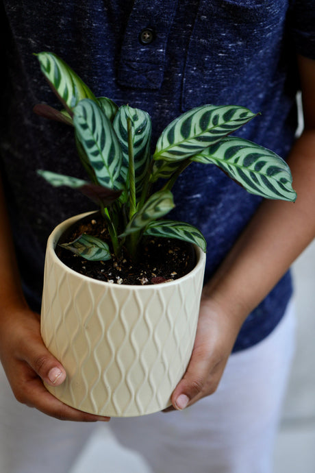 Calathea Burle Marx in a 3” pot - Maranta Amabilis Burle Marxii Starter Plant  - Air purifier houseplant - Calathea - Fishbone Prayer Plant
