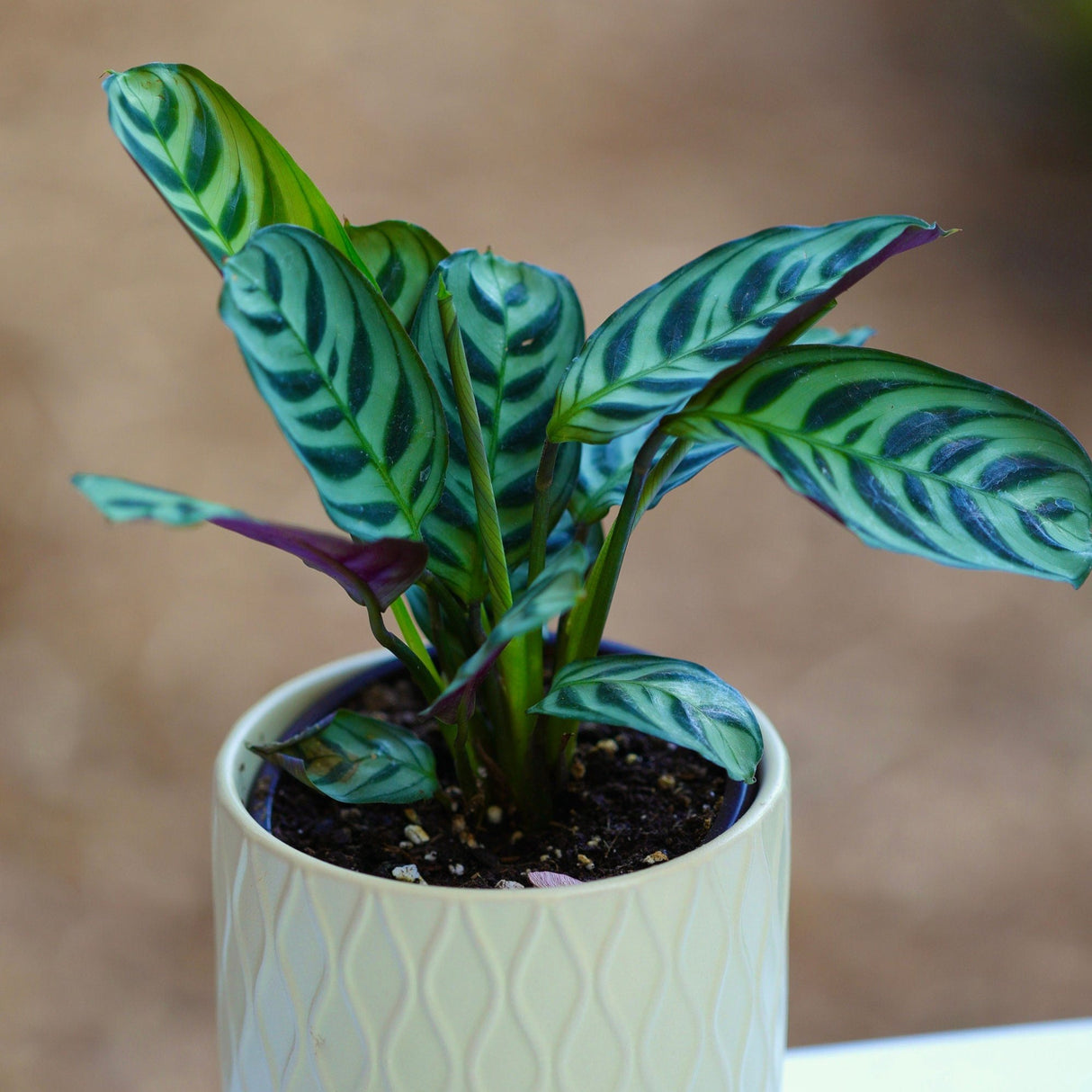 Calathea Burle Marx in a 3” Nursery pot