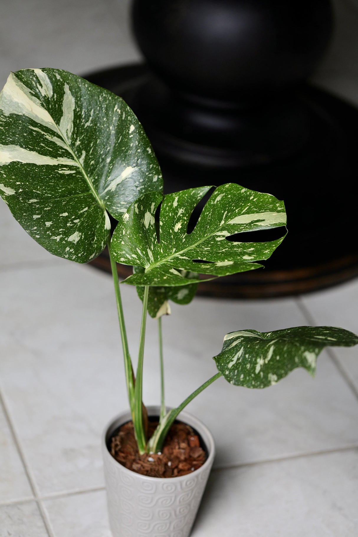 Monstera Thai constellation plant | Variegated Monstera Thai Constellation Plant in 3" Pot | Mature Monstera Plant