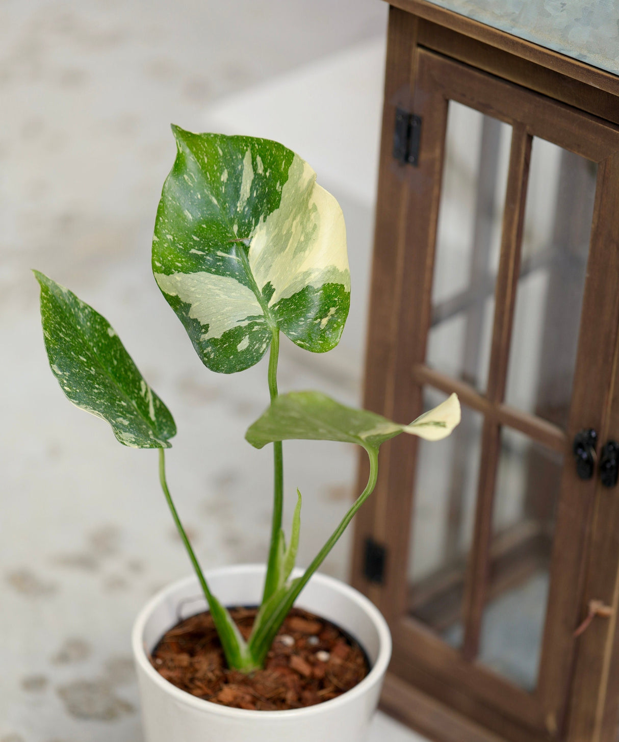 Monstera Thai constellation plant | Variegated Monstera Thai Constellation Plant in 3" Pot | Mature Monstera Plant