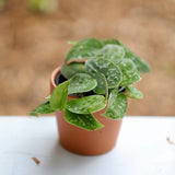 Scindapsus Pictus  Silver 'Exotica' Plant in a 3" Terra-cotta pot