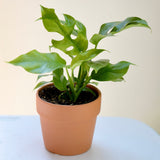 Monstera Minima | Rhaphidophora Tetrasperma in a 4" Nursery Pot