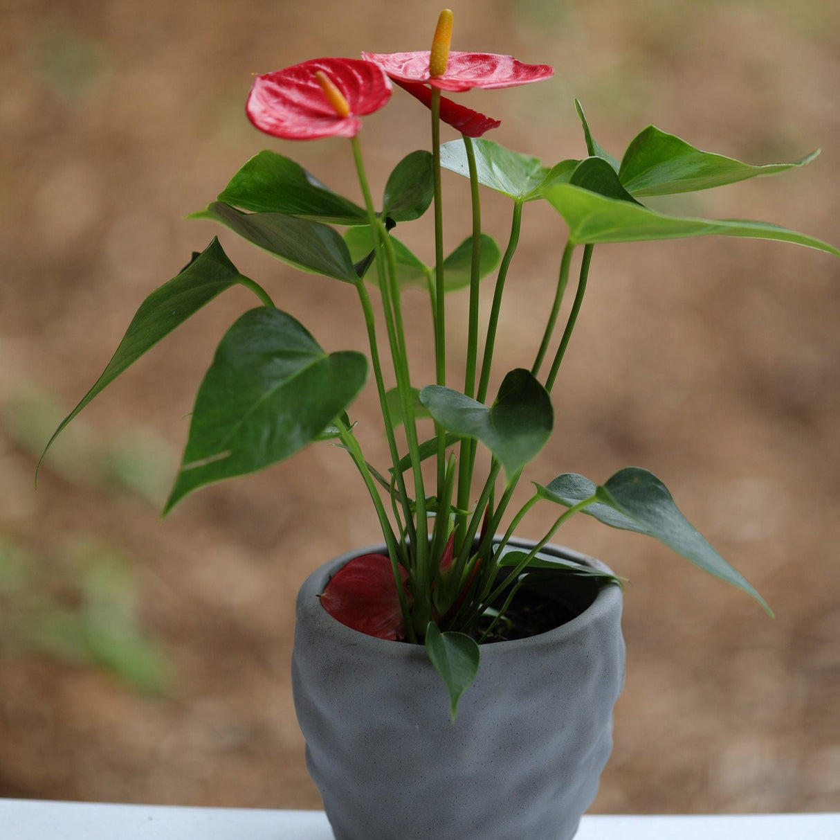 Anthurium Flowering Plant in a Pot