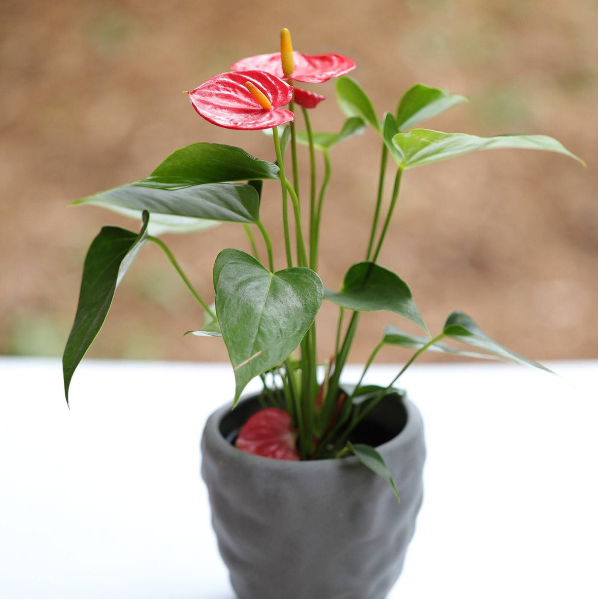 Anthurium Flowering Plant in a Pot