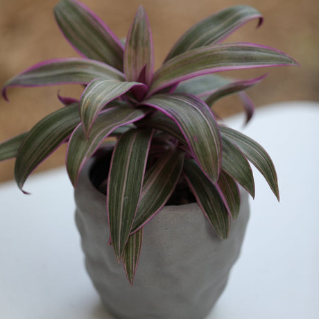 Tradescantia Spathacea - Tricolor - Moses in the Cradle Plant - Oyster plant