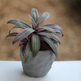 Tradescantia Spathacea - Tricolor - Moses in the Cradle Plant - Oyster plant