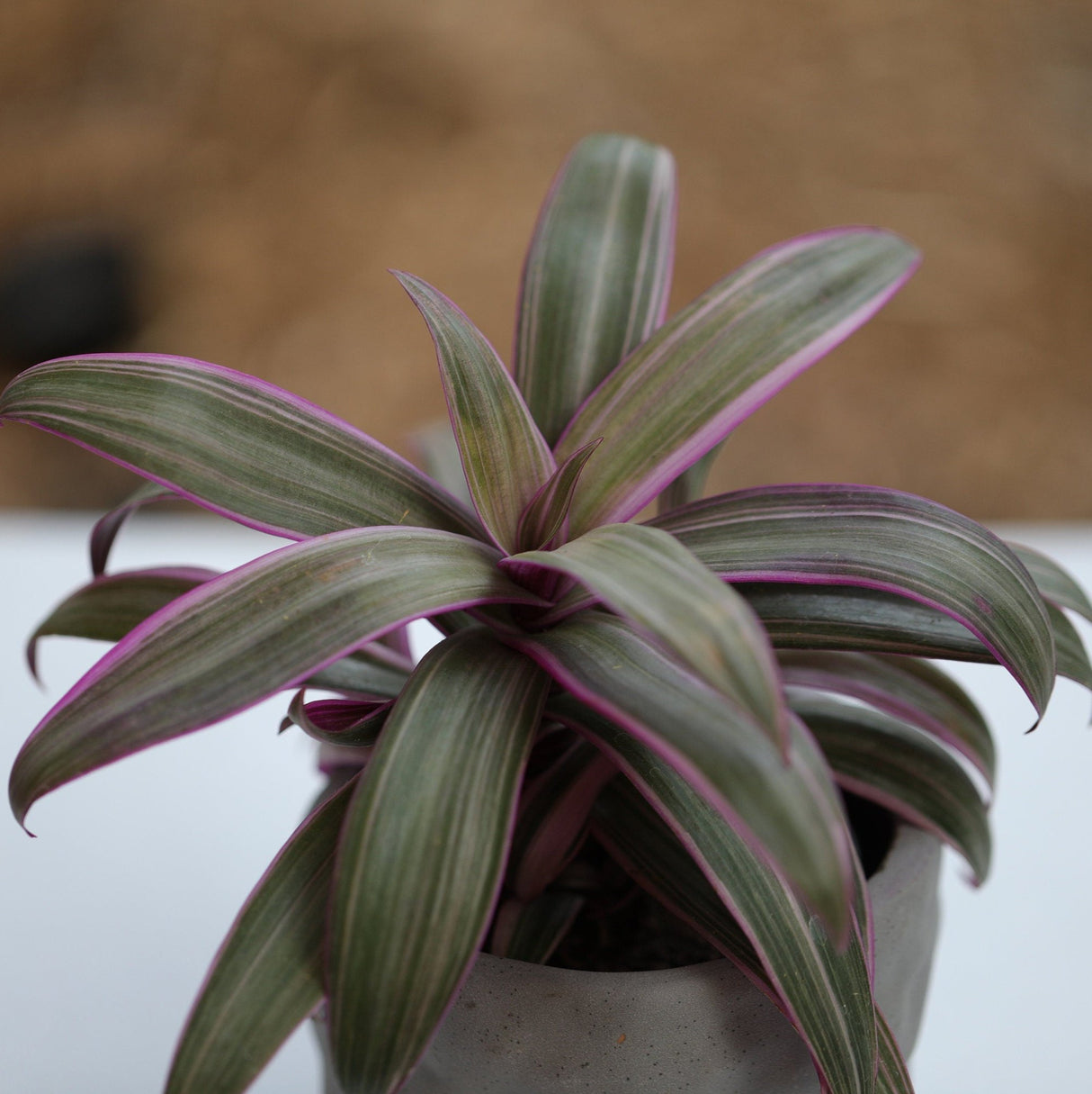 Tradescantia Spathacea - Tricolor - Moses in the Cradle Plant - Oyster plant