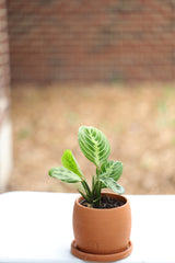 Live Lemon Prayer Plant in a 3” pot - Prayer Plant - Maranta Leuconeura - Lemon Lime houseplant - Maranta Lemon Lime - Live Indoor plant