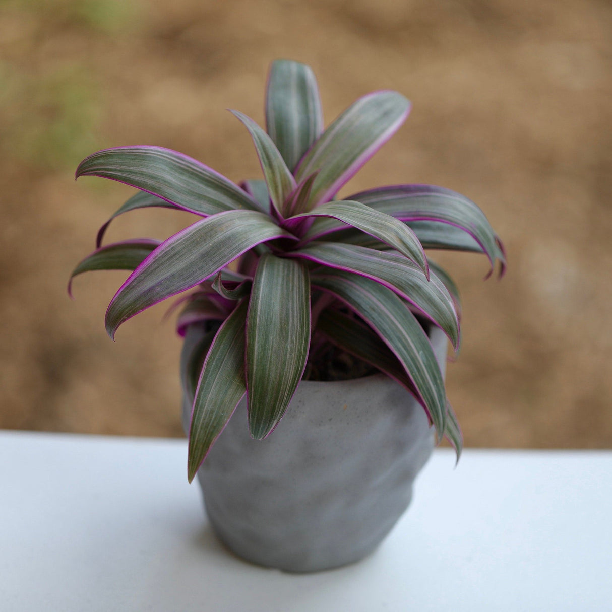 Tradescantia Spathacea - Tricolor - Moses in the Cradle Plant - Oyster plant