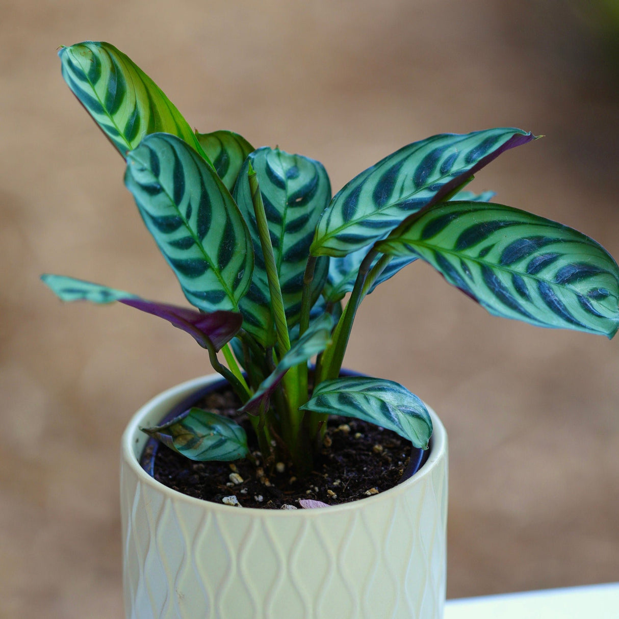 Calathea Burle Marx in a 3” Nursery pot