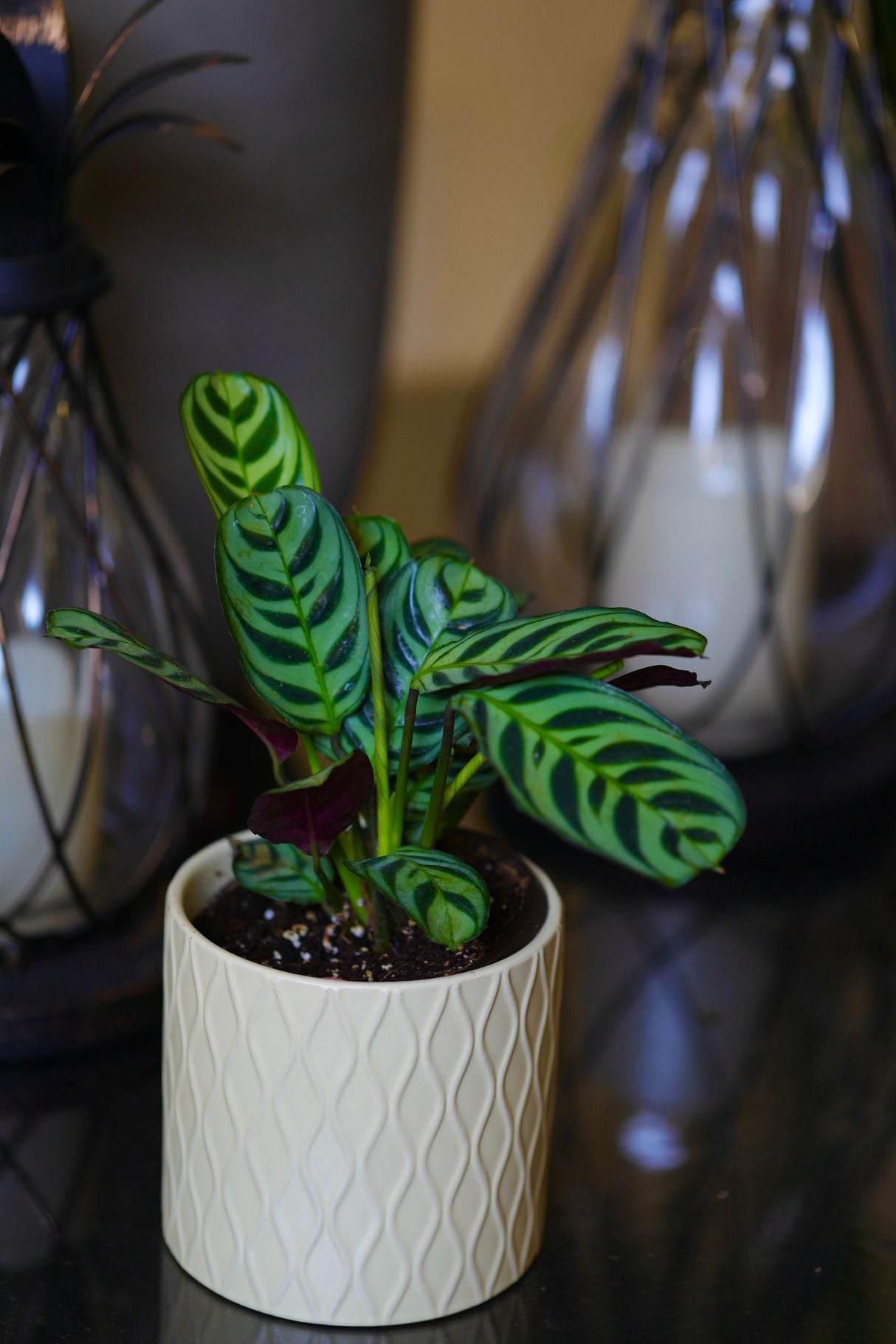 Calathea Burle Marx in a 3” pot - Maranta Amabilis Burle Marxii Starter Plant  - Air purifier houseplant - Calathea - Fishbone Prayer Plant