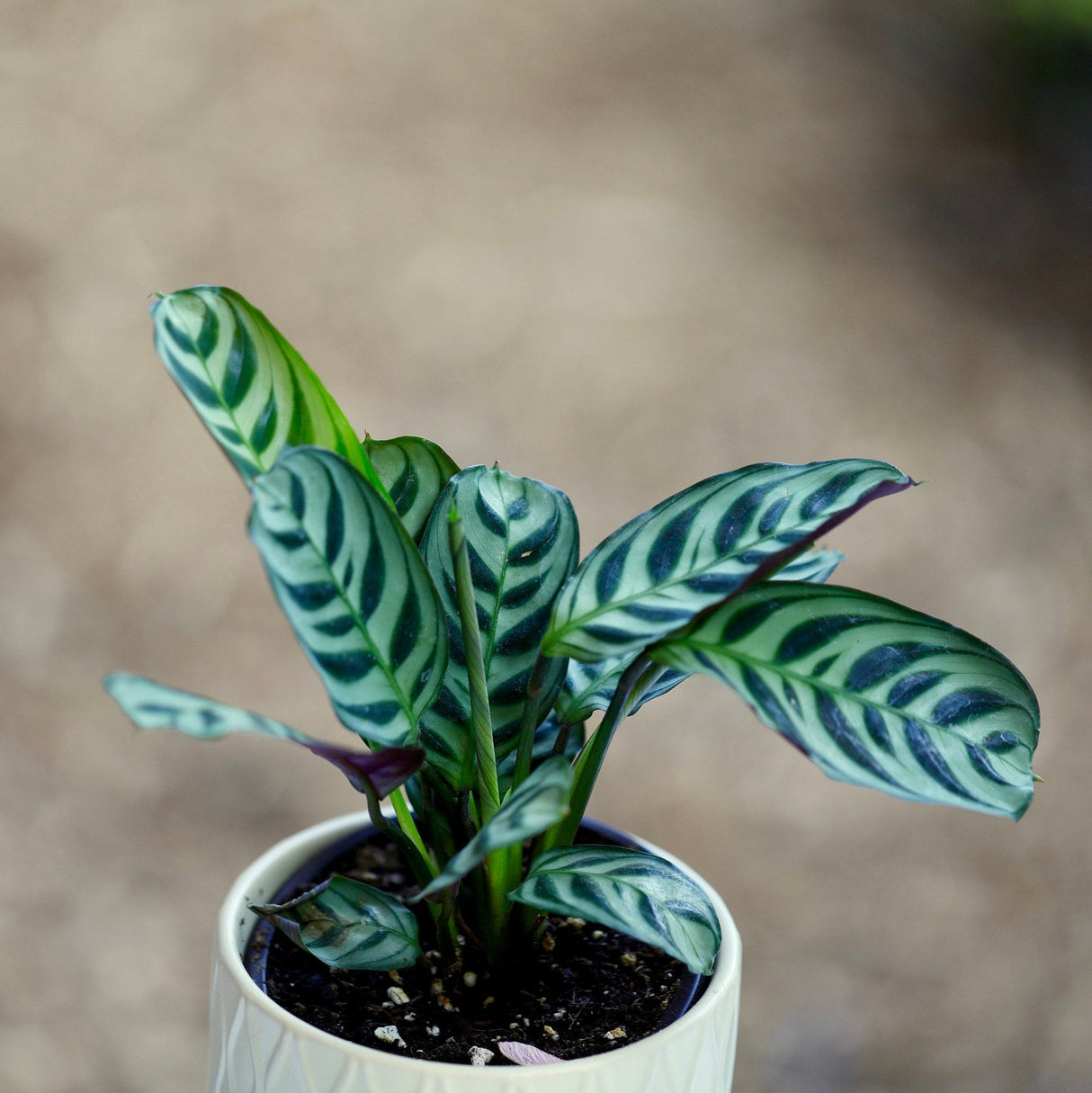 Calathea Burle Marx in a 3” Nursery pot