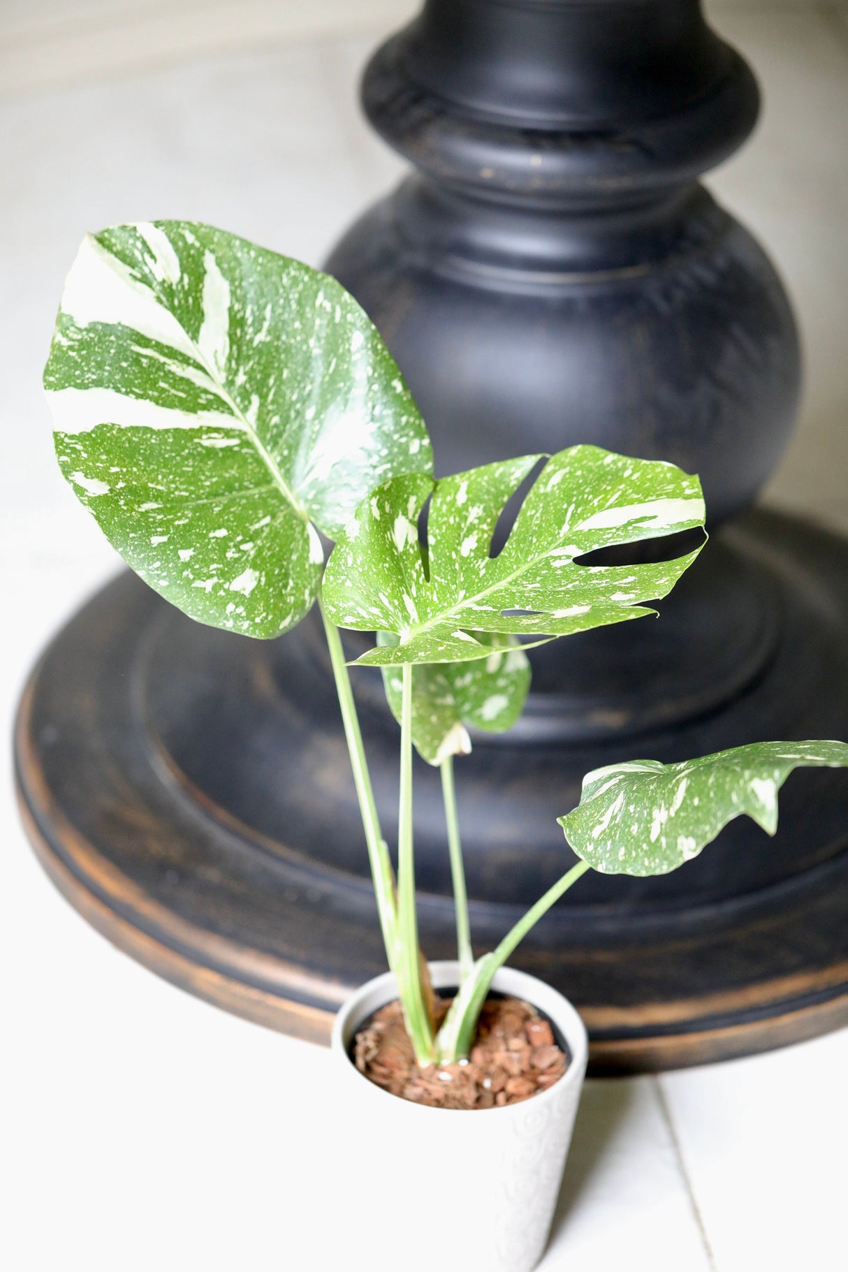 Monstera Thai constellation plant | Variegated Monstera Thai Constellation Plant in 3" Pot | Mature Monstera Plant