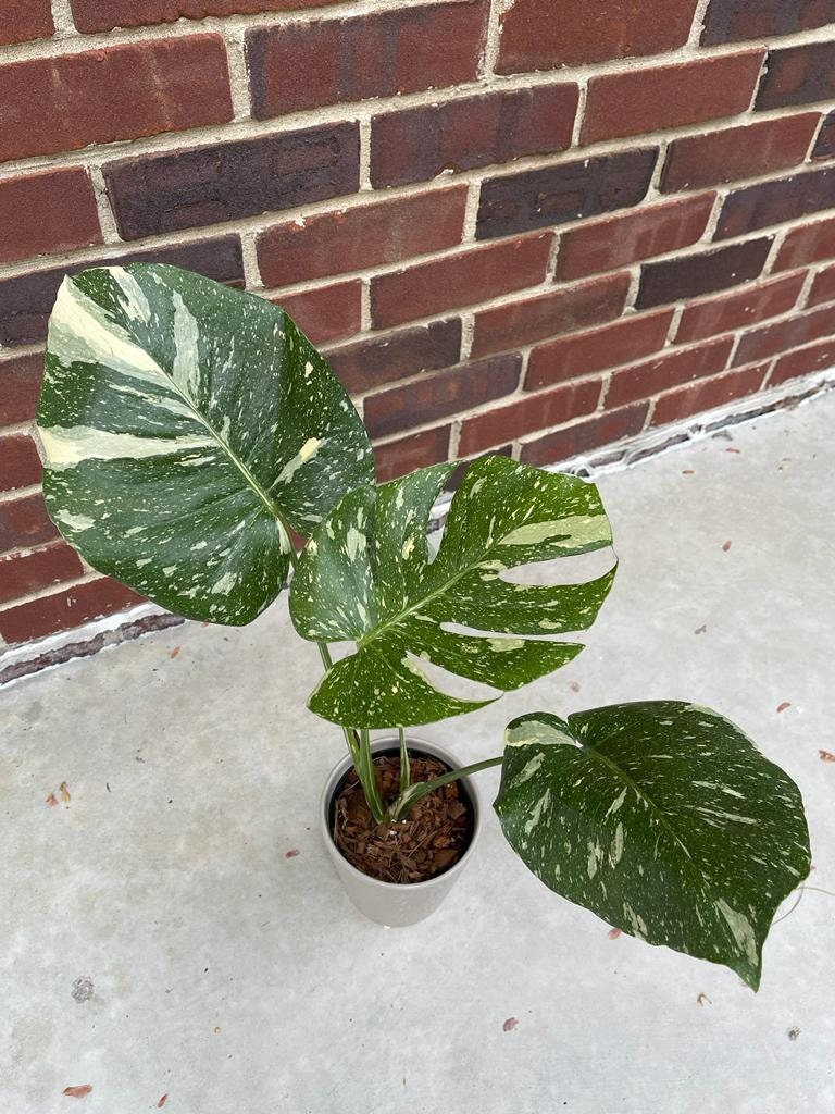 Monstera Thai constellation plant | Variegated Monstera Thai Constellation Plant in 3" Pot | Mature Monstera Plant