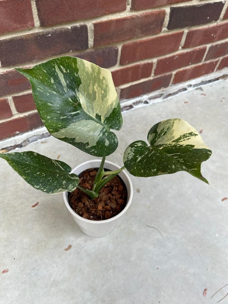 Monstera Thai constellation plant | Variegated Monstera Thai Constellation Plant in 3" Pot | Mature Monstera Plant