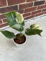 Monstera Thai constellation plant | Variegated Monstera Thai Constellation Plant in 3" Pot | Mature Monstera Plant