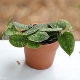 Scindapsus Pictus  Silver 'Exotica' Plant in a 3" Terra-cotta pot