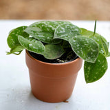 Scindapsus Pictus  Silver 'Exotica' Plant in a 3" Terra-cotta pot