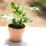 Monstera Minima | Rhaphidophora Tetrasperma in a 4" Nursery Pot