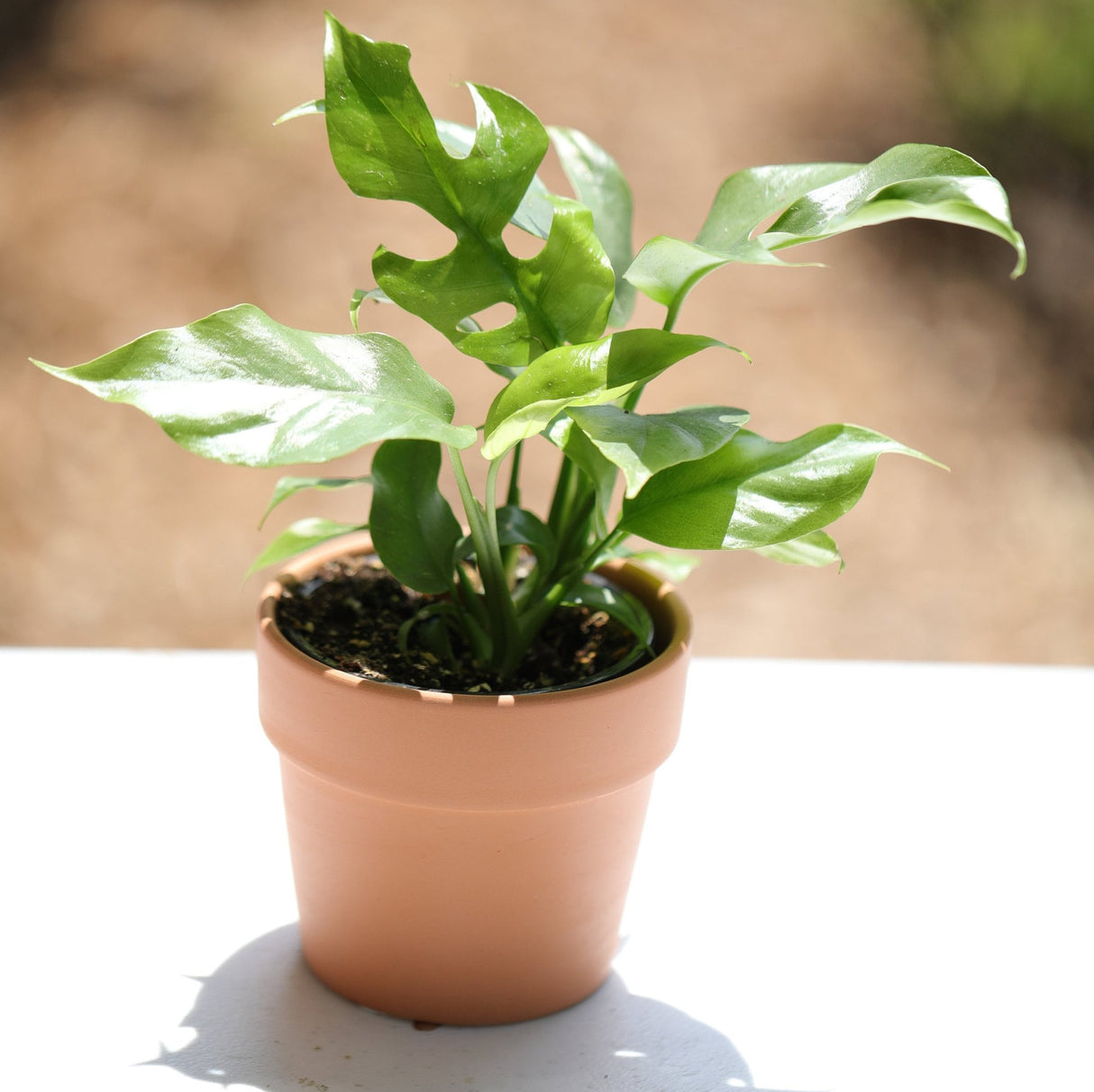 Monstera Minima | Rhaphidophora Tetrasperma in a 4" Nursery Pot