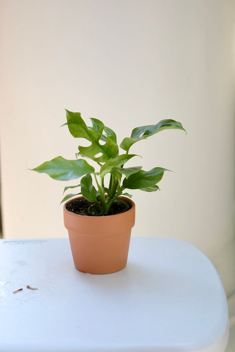 Monstera Minima | Rhaphidophora Tetrasperma 4" Nursery Pot | Mini Monstera | Indoor Plant | Rhaphidophora Tetrasperma Philodendron