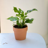 Monstera Minima | Rhaphidophora Tetrasperma in a 4" Nursery Pot