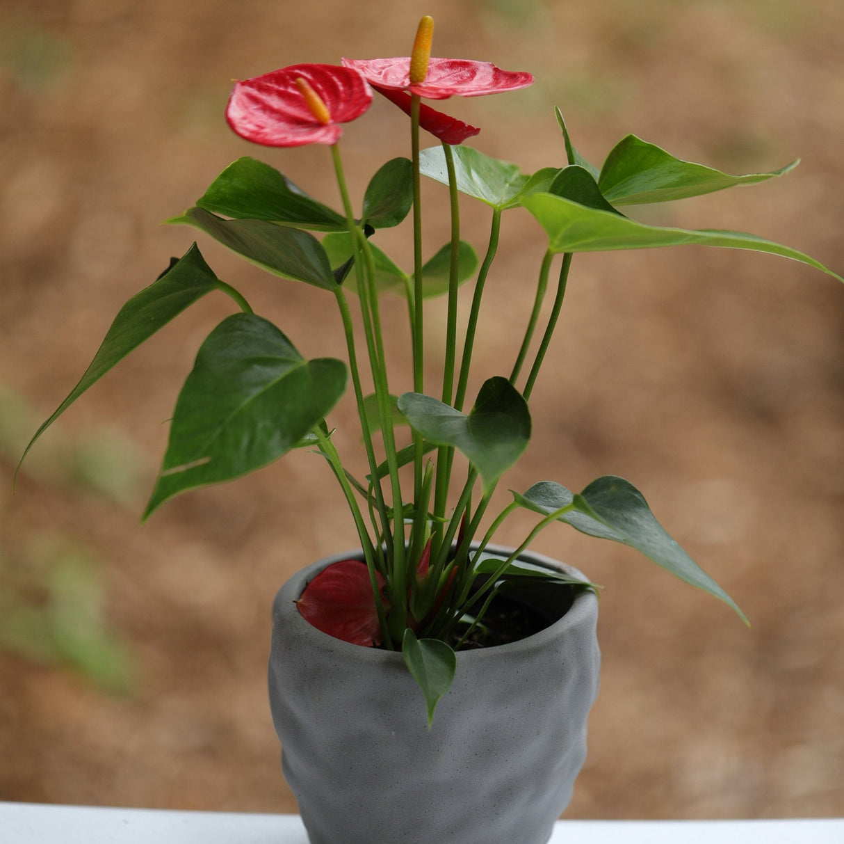 Anthurium Flowering Plant in a Pot