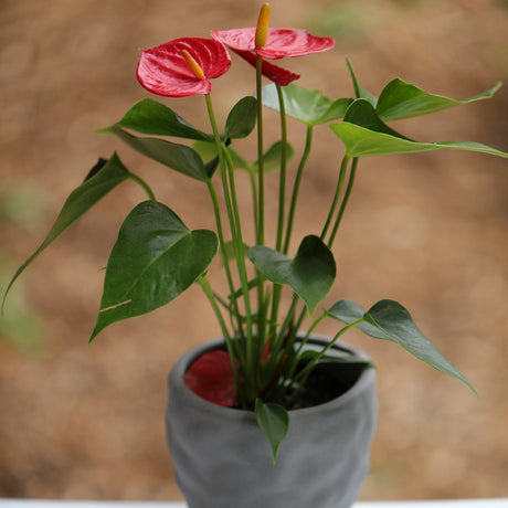 Anthurium Flowering Plant in a Pot