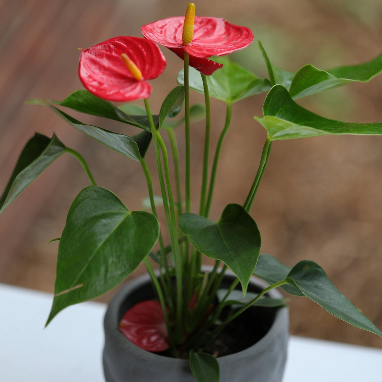 Anthurium Flowering Plant in a Pot