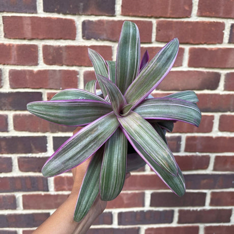 Tradescantia Spathacea - Tricolor - Moses in the Cradle Plant - Oyster plant